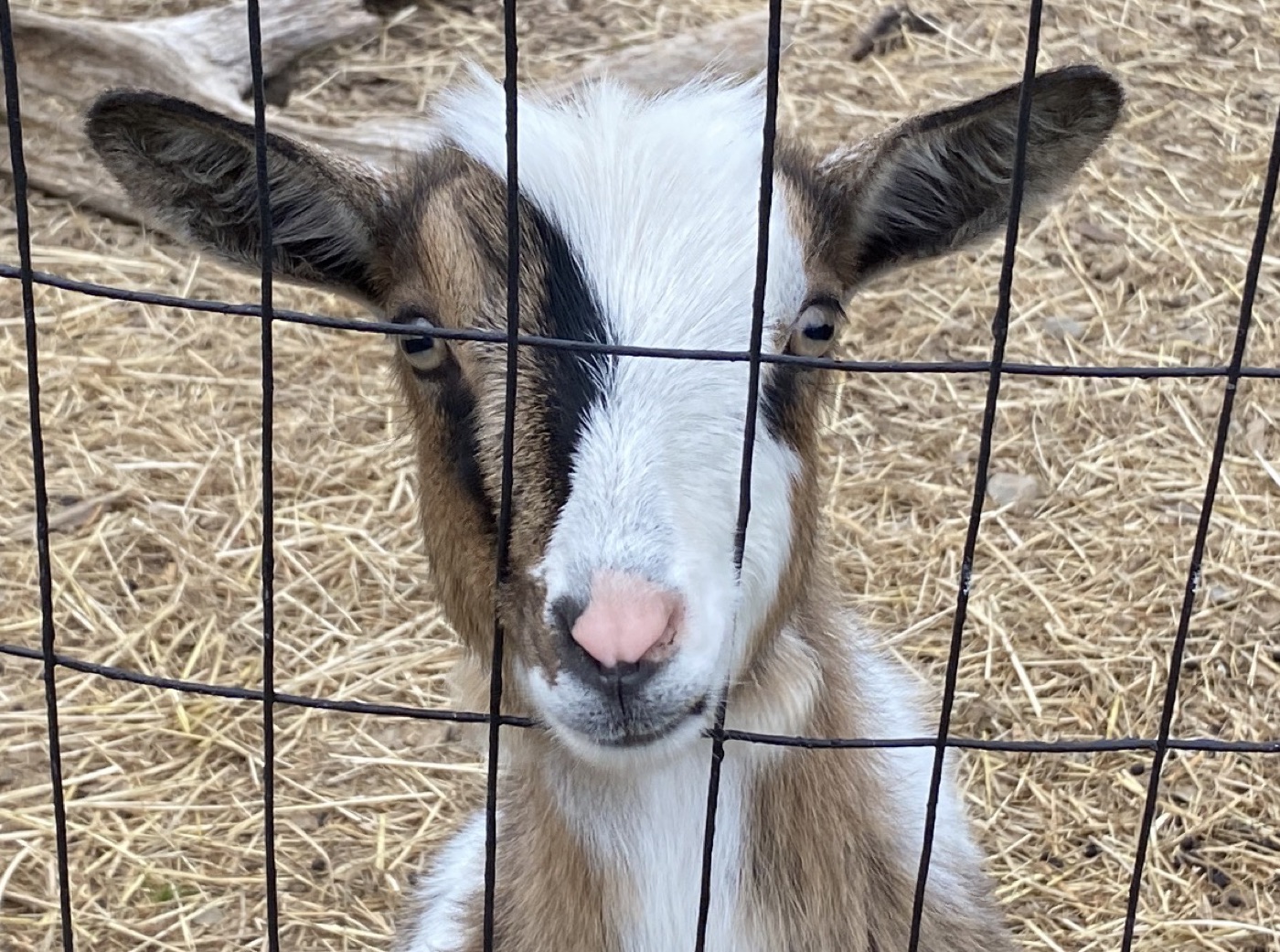 Young goat looking through the fence at Liticia's farm