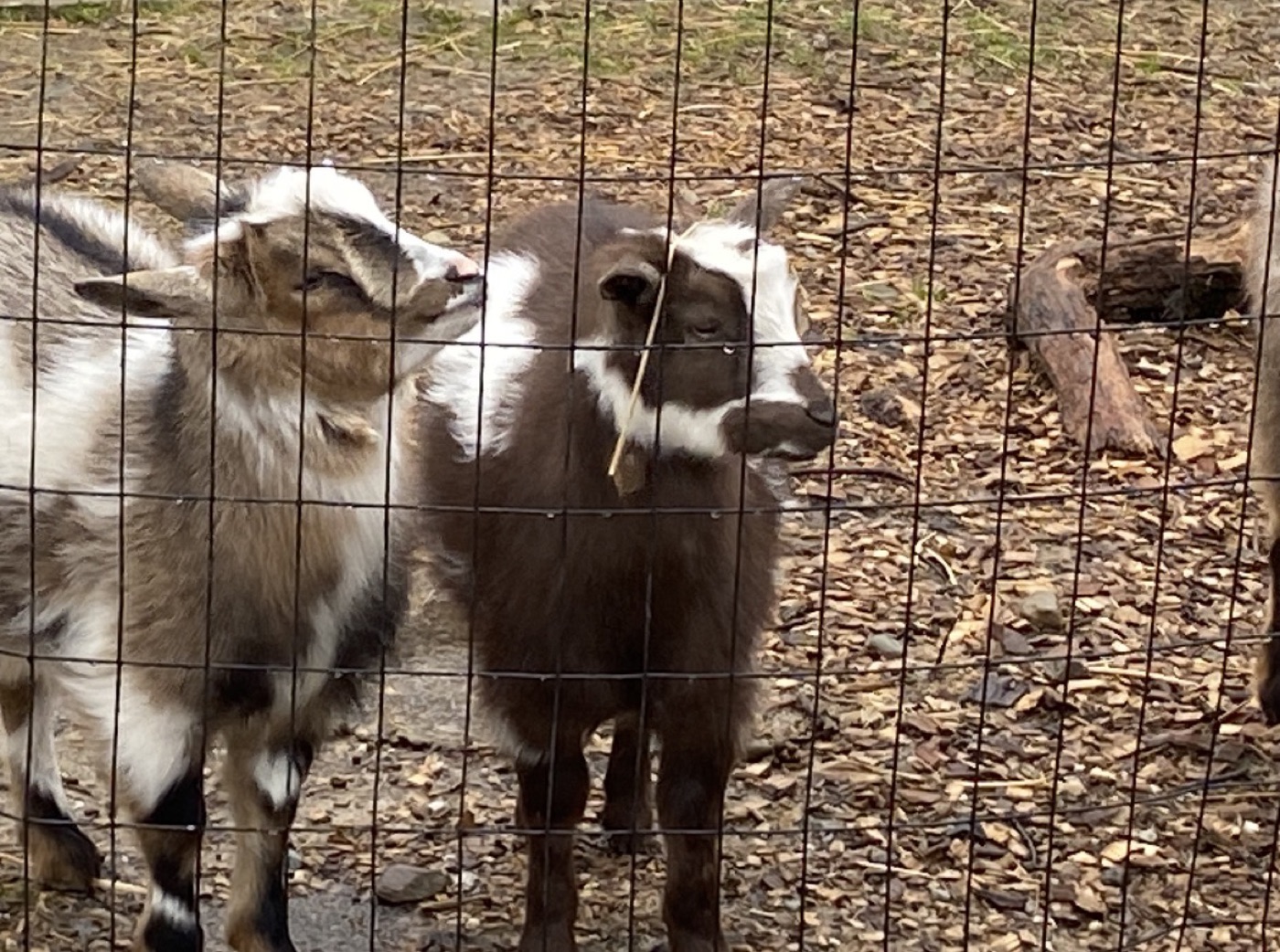 Young goats together behind the farm fence