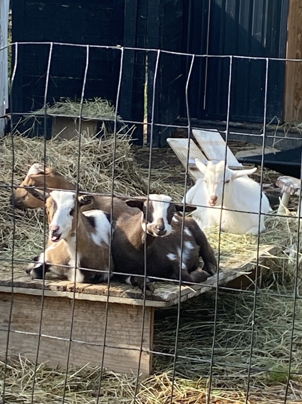 Young goats resting together in their farm shelter